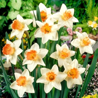 Daffodil, narcissus Accent - large package! - 50 pcs