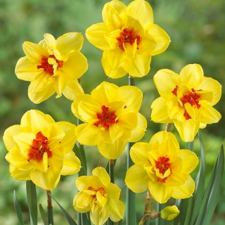 Double-flowered daffodil, narcissus 'Ascot' - large package - 50 pcs