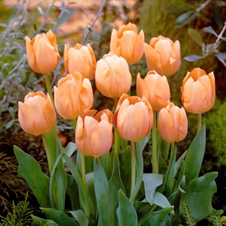 Tulip 'Aprikos skjønnhet' - stor pakke - 50 stk