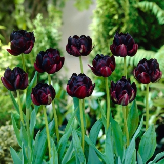 Tulip Black Hero - stort paket! - 50 st