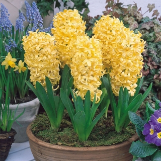 Hyacint žltý - 9 ks - 