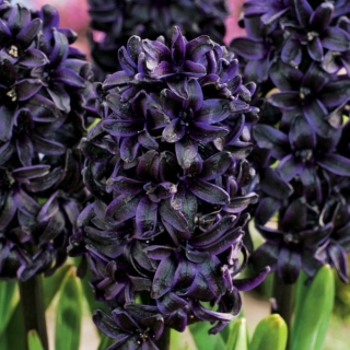 Hyacint Dark Dimension - čierna - veľké balenie! - 10 ks - 