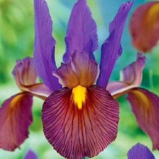 Iris Belanda - Mata Harimau - paket besar! - 100 buah - 