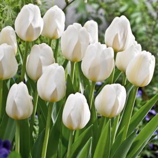 Tulip 'City Of Vancouver' - large package - 50 pcs