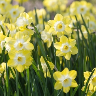 Daffodil, narcissus Pipit - pacchetto grande! - 50 pz - 