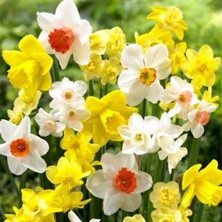 Daffodil, narcissus Mix - confezione grande! - 50 pz