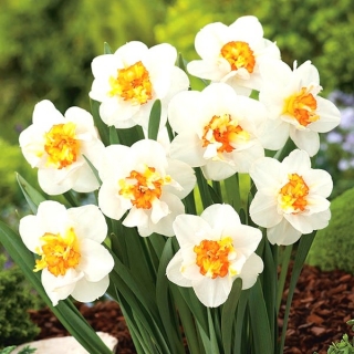 Double-flowered daffodil, narcissus 'Flower Drift' - large package - 50 pcs