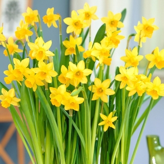Daffodil، narcissus Tete-a-Tete - بسته بزرگ! - 50 عدد - 