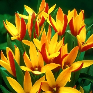 Botanisk tulipan - Cynthia - stor pakke! - 50 stk
