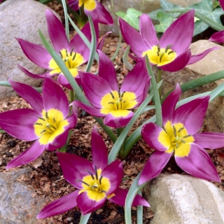 Tulipe botanique - Etoile de l'Est - grand paquet! - 50 pieces