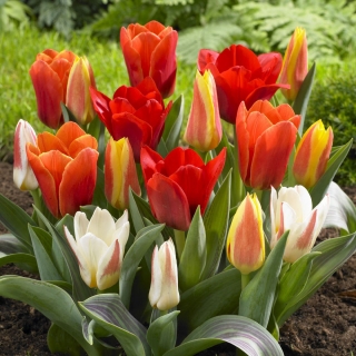 Botaninė tulpė - mažai auganti - įvairių spalvų - didelė pakuotė! - 50 vnt.