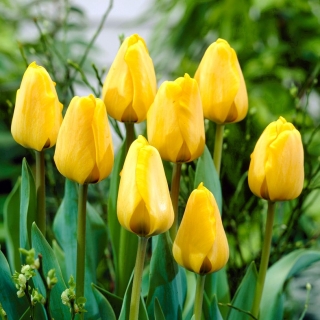 Tulpė 'Golden Apeldoorn' - didelė pakuotė - 50 vnt.