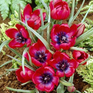 Tulip 'Liliput' - embalagem grande - 50 unidades