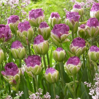 Tulipan 'Exquisit' - velika embalaža - 50 kosov