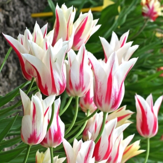 Tulipano 'Marilyn' - confezione grande - 50 pz