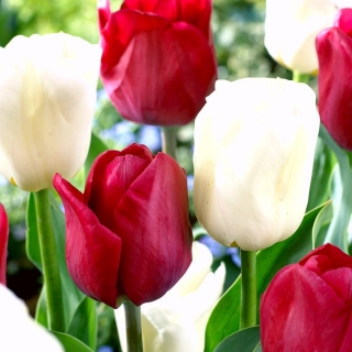 Juego de 2 variedades de tulipanes 'White Dream' + 'Ile de France' - 50 piezas