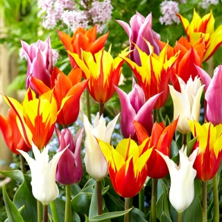 Tulipas com flores de lírio - mistura de variedade de cores - 60 unidades