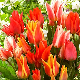 Melange Canada - Ensemble de 3 varietes de tulipes - 45 pcs