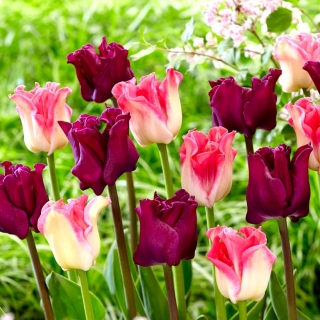 Conjunto de 2 variedades de tulipa 'Coroa da Dinastia' + 'Coroa Negrete' - 50 unidades