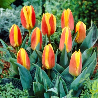 Lavtvoksende tulipan - Greigii rød-gul - stor pakke - 50 stk