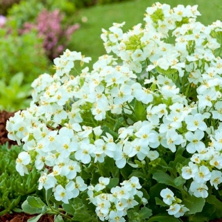 Arabis bianco da giardino; crescione di montagna, rockcress caucasico - 