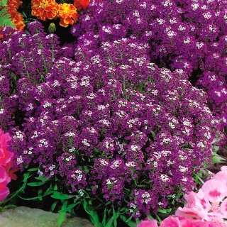Sweet alyssum - flores de color púrpura oscuro; dulce alison - 