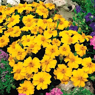 Marigold "Disco" - jednokvetý, nízko rastúci, medovo žltý - 