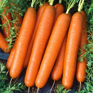Porkkana "Touchon" - keskipitkä varhainen lajike, jota voidaan kasvattaa ruukuissa - 