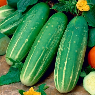 Field salad cucumber Delikatess - 