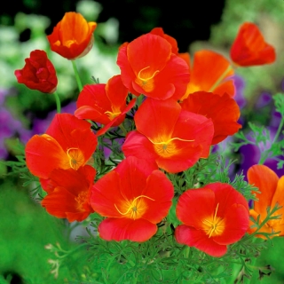 Papavero della California - a fiore rosso; papavero dorato, luce solare della California, coppa d&#39;oro - 