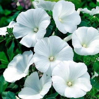 Slez biely kvet - 