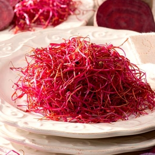 Red beetroot sprouting seeds