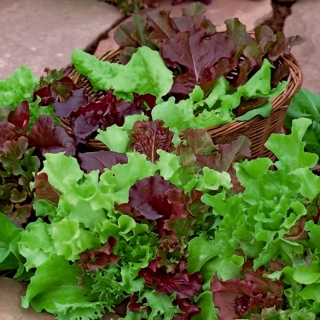 Salātu šķirņu maisījums grieztām lapām - 