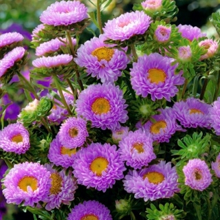 半双紫丁香紫苑“ Iskra” - 