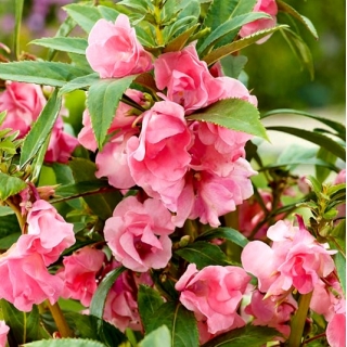 Balsamo da giardino "Irma"; balsamo di rosa, touch-me-not, snapweed maculato - 