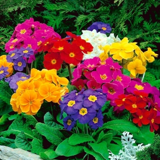 Garden primrose "Elatior Gigantea" - campuran varietas - 