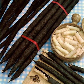 Чорний сальсифікат "Hoffmanns Schwarze Pfahl"; Іспанська сальсифікація, рослина чорної устриці, корінь змії, трава гадюки, трава гадюки, скорцонера - 