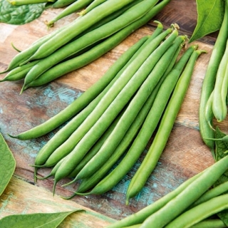 Zelené francouzské fazole Sandra - 