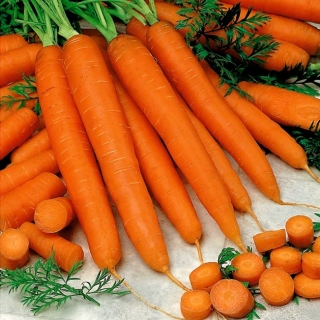 Porkkana Berlikumer 2 - Berlo - keskikokoinen myöhäinen lajike - 
