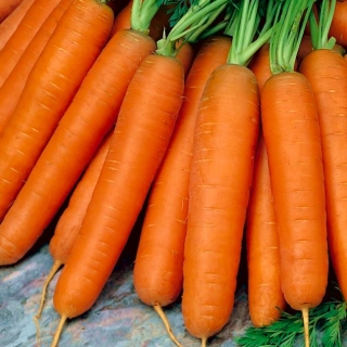 Carrot Nantes 5 - Fanta - среднеранний сорт - 