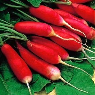 Củ cải Ksantypa - rễ thon dài màu đỏ - 
