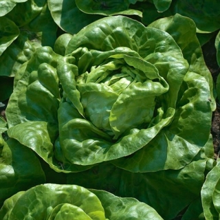 Sviestinės salotos „Chance“ - auginimas šiltnamiuose - 