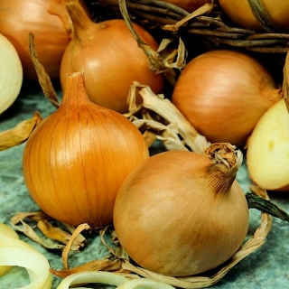 Onion Rawska - medium early, long storage life