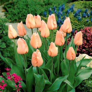 Tulip 'Apricot' - Pacote XXXL! - 250 pcs.