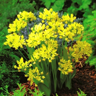 Rumeni česen - Allium moly - paket XXXL! - 1000 kosov; zlati česen, por lilije