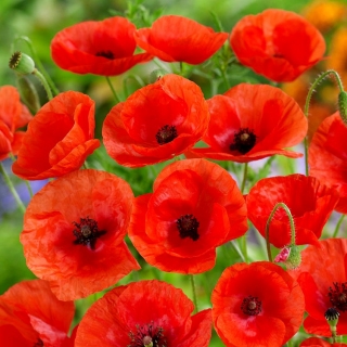 Common Poppy, Red poppy - a classic variety