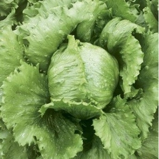 Iceberg lettuce "Kumak" - for cultivation in greenhouses and in the field - SEED TAPE