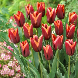 Tulip 'Slawa' - large package - 50 pcs