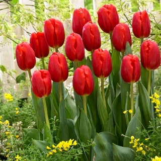 Tulip Red - XXXL pakket! - 250 stuks - 