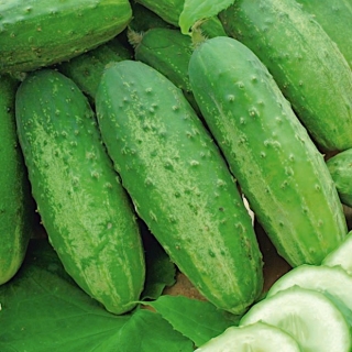 Komkommer "Odys F1" - NANO-GRO - vergroot het oogstvolume met 30% - 